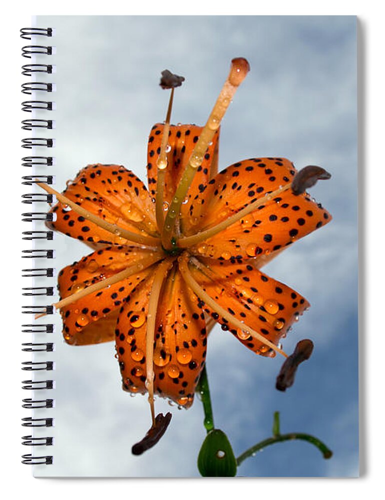 Lily Spiral Notebook featuring the photograph Tiger Lily in a Shower by Kevin Fortier