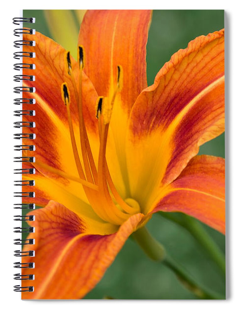 Daylily Spiral Notebook featuring the photograph Daylily by Holden The Moment