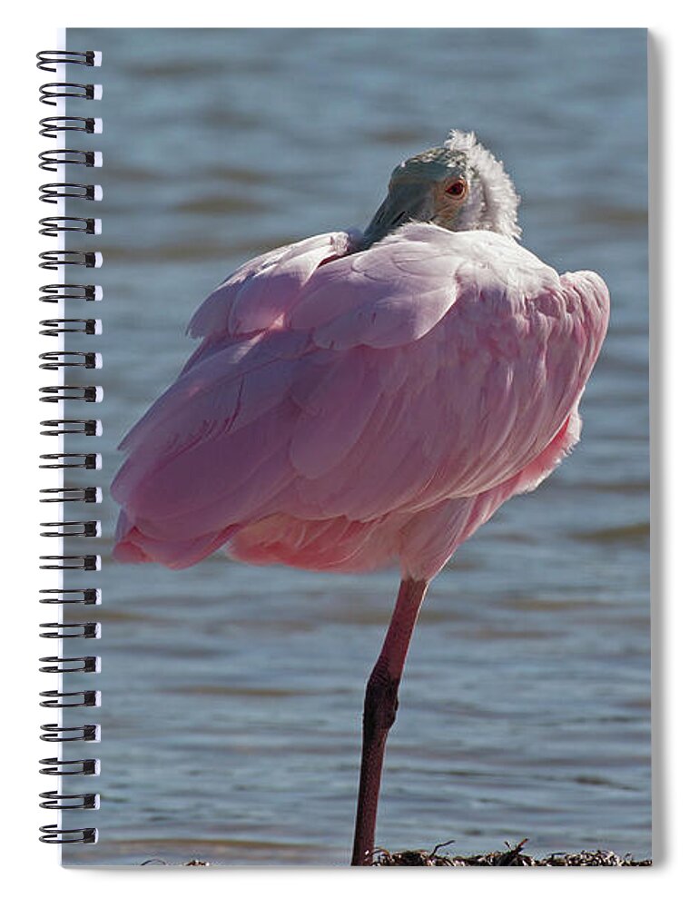 Florida Spiral Notebook featuring the photograph Tiger Tail Big Marco Pass - Roseate Spoonbill One Leg Resting by Ronald Reid