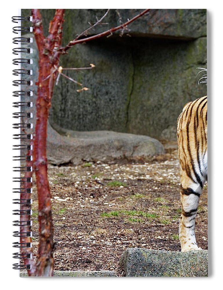 Tiger Spiral Notebook featuring the photograph Tiger Tiger Burning Bright by Peter Ponzio