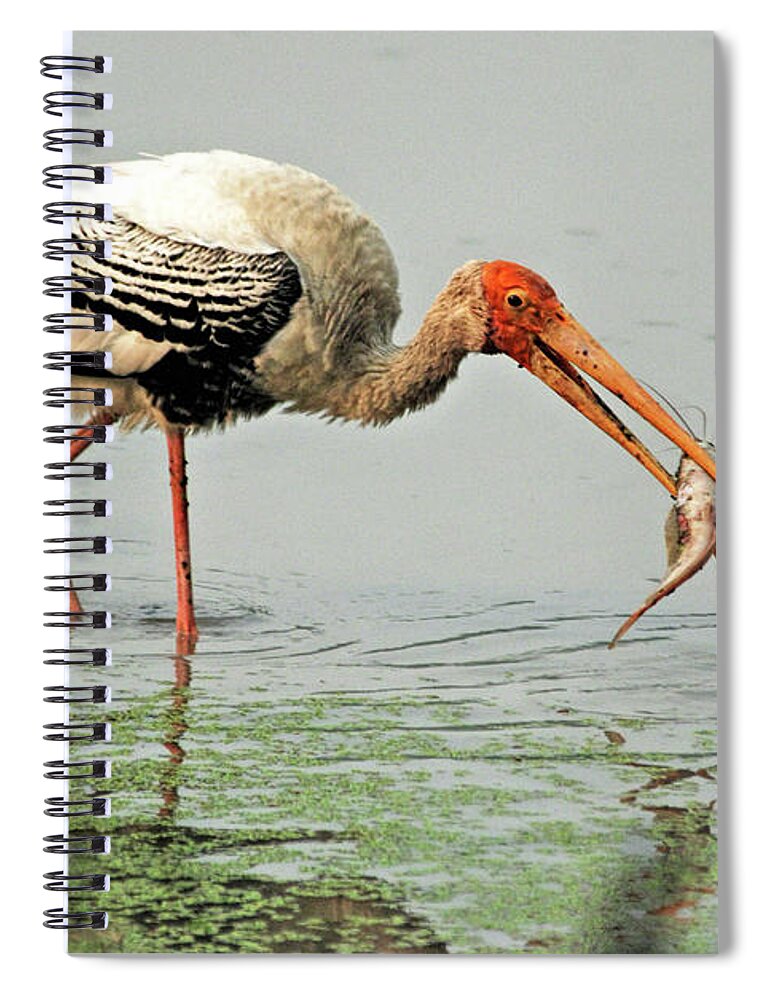 Bird Spiral Notebook featuring the photograph Time for a meal by Pravine Chester