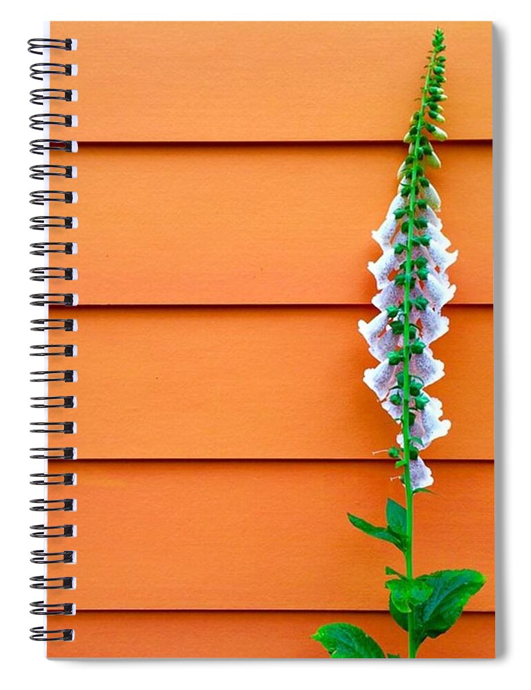 Orange Spiral Notebook featuring the photograph Time Out For Bad Behavior. #foxglove by Ginger Oppenheimer