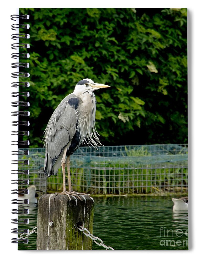 Heron Spiral Notebook featuring the photograph Time to look smart. by Elena Perelman