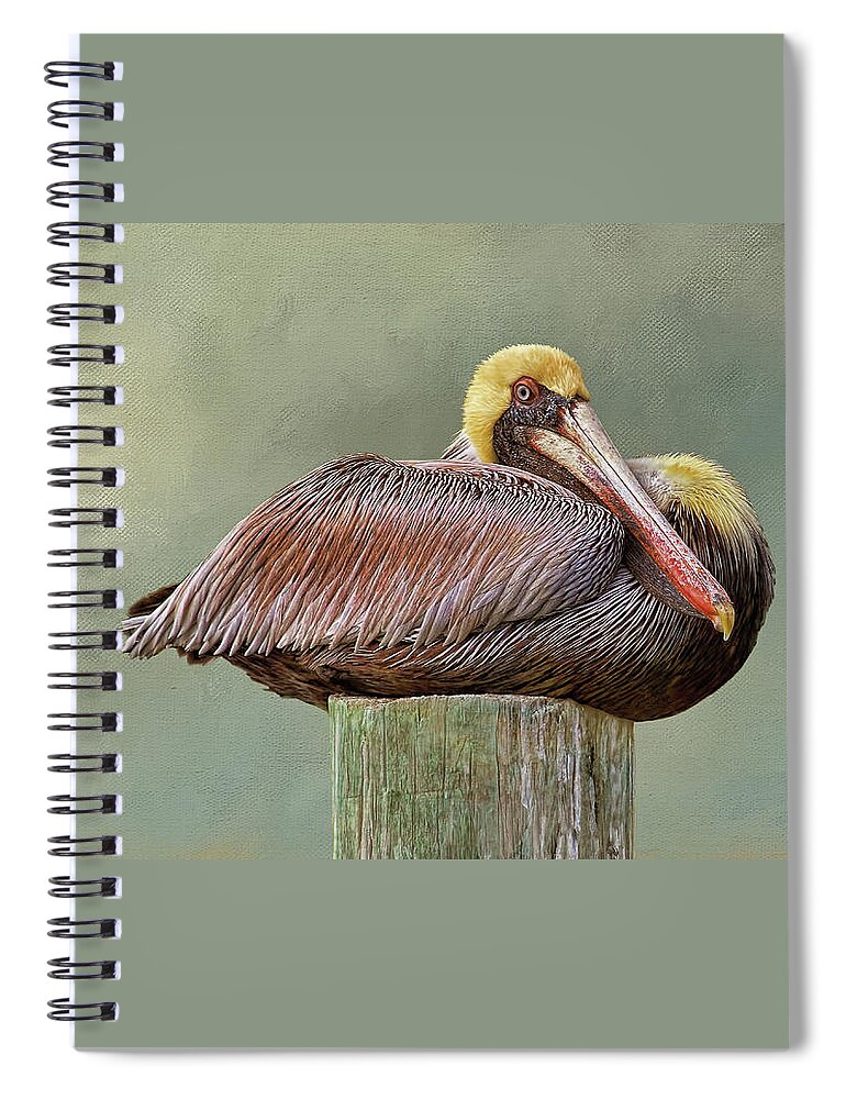Brown Pelican Spiral Notebook featuring the photograph Time To Rest by HH Photography of Florida