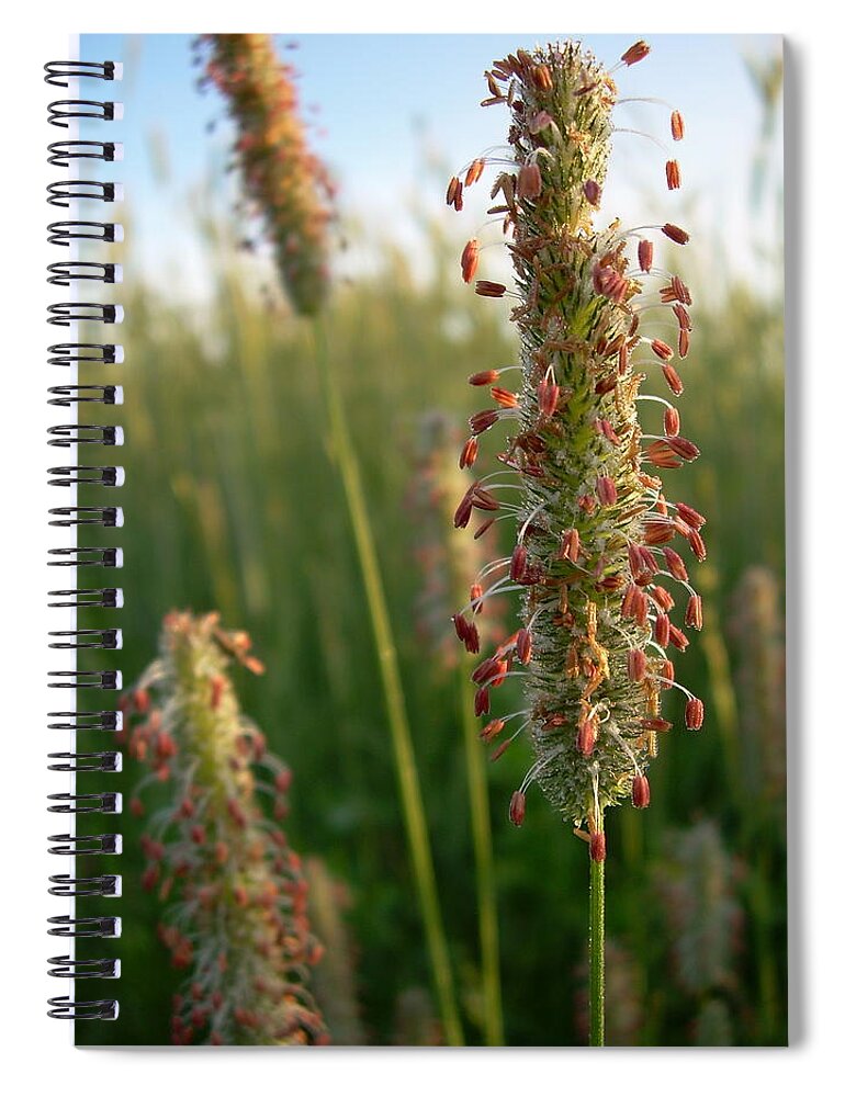 Timothy Spiral Notebook featuring the photograph Timothy Grass in Bloom by Kent Lorentzen