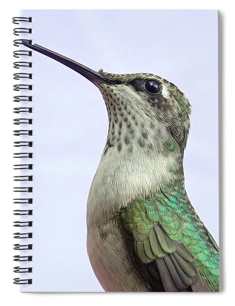 Bird Spiral Notebook featuring the photograph Tiniest Sun Dancer by Lori Lafargue