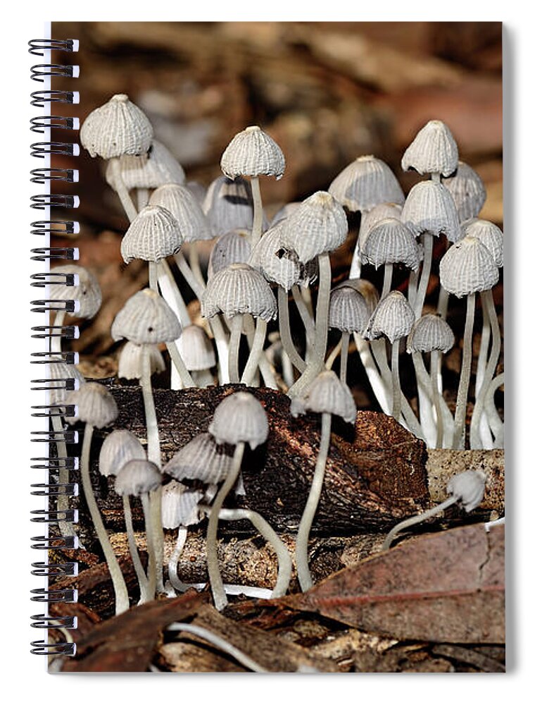 Tiny Corrugated Fungi Spiral Notebook featuring the photograph Tiny Corrugated Fungi by Kaye Menner by Kaye Menner