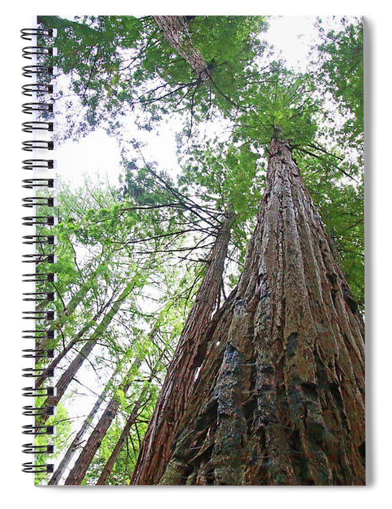 Redwoods Spiral Notebook featuring the photograph To The Sky by Shoal Hollingsworth
