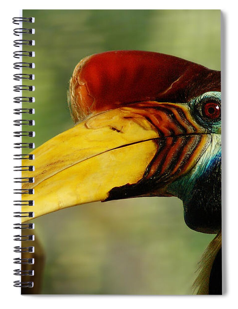 Bird Spiral Notebook featuring the photograph Tocan by Harry Spitz