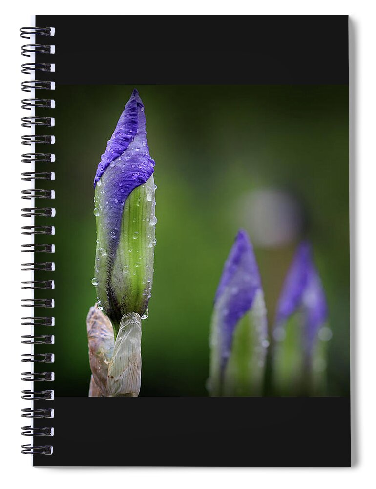 Flower Spiral Notebook featuring the photograph Tomorrrow's Iris by Karen Adams