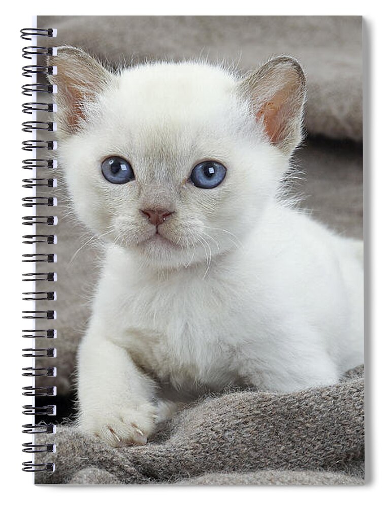 Cat Spiral Notebook featuring the photograph Tonkinese Kitten by Jean-Michel Labat