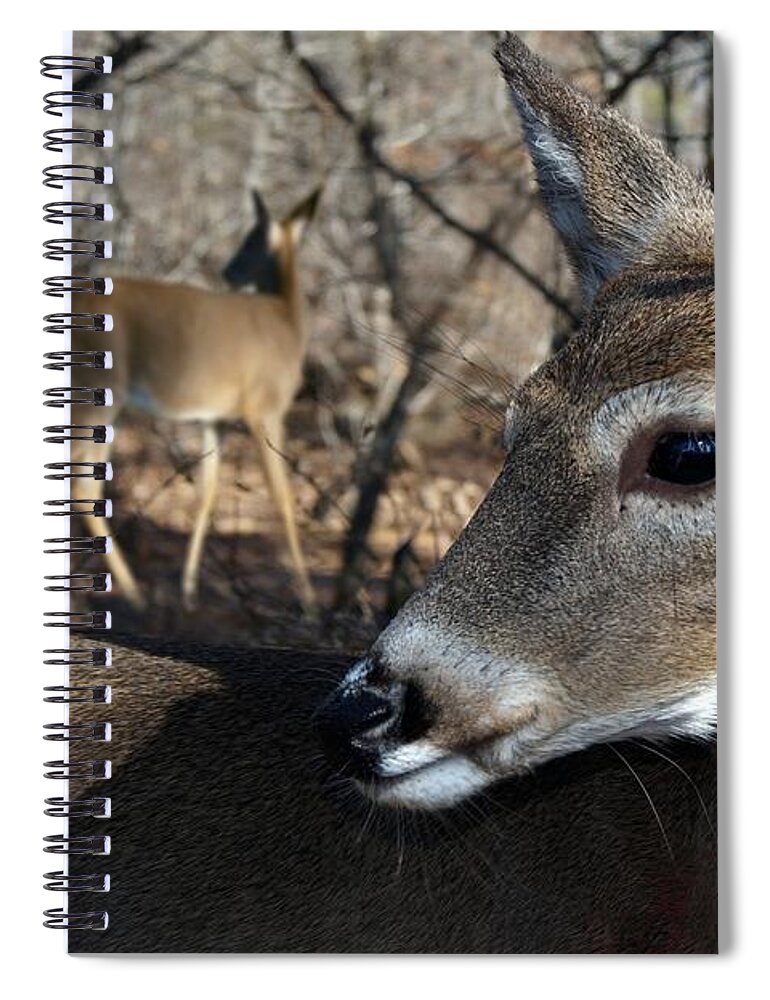 Deer Spiral Notebook featuring the photograph Too Cool by Bill Stephens