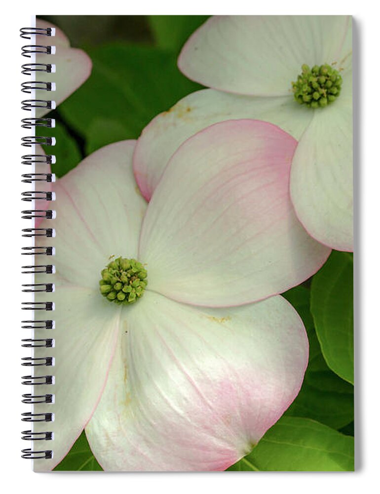 Dogwood Spiral Notebook featuring the photograph Touch of Pink2 by Doug Scrima