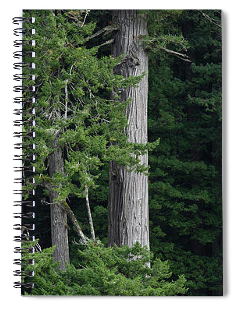 Redwoods Spiral Notebook featuring the photograph Towering by Greg Nyquist