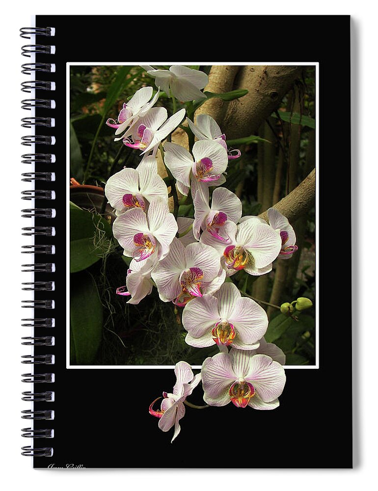 Pop Out Spiral Notebook featuring the photograph Trailing Orchids by Jerry Griffin