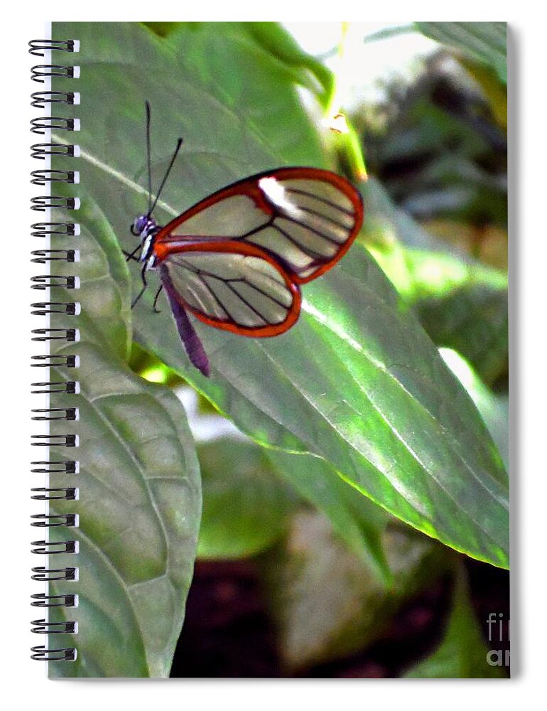 Butterfly Spiral Notebook featuring the photograph Transparency by Christina A Pacillo