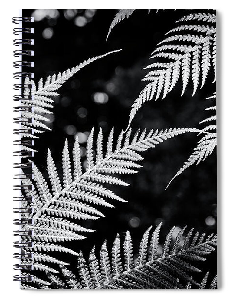 Dicksonia Antarctica Spiral Notebook featuring the photograph Tree Fern Light by Tim Gainey