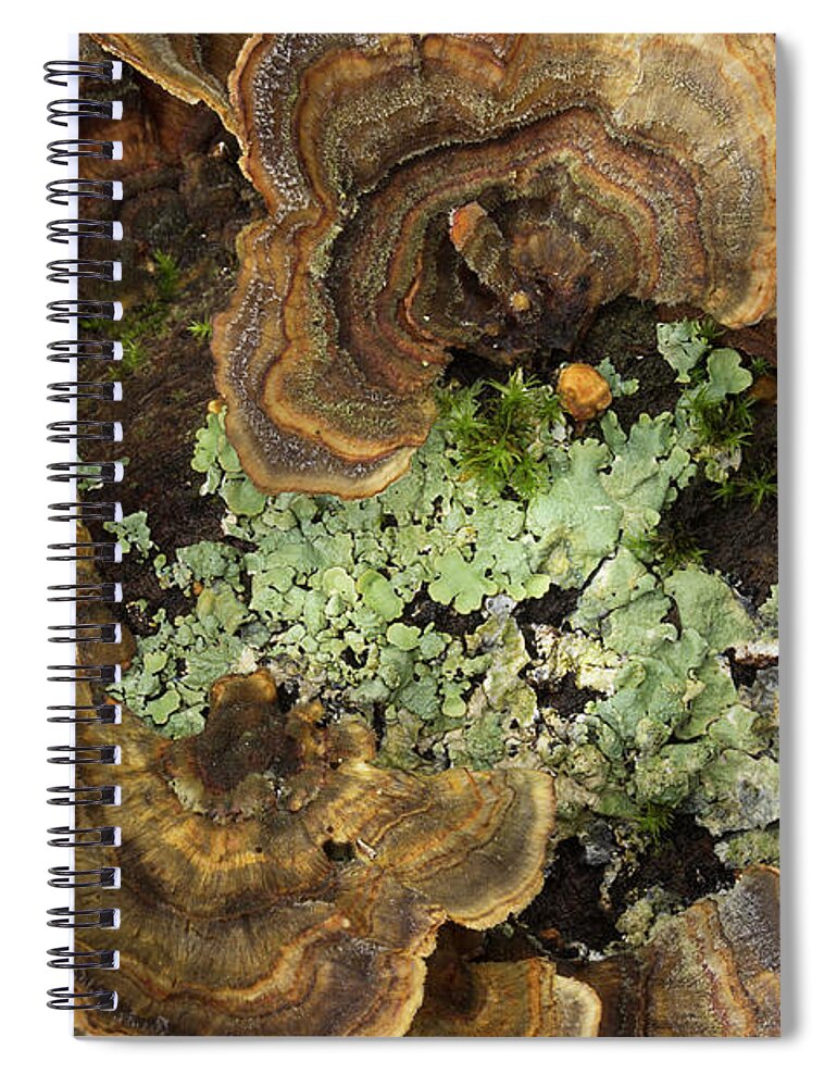 Fungus Spiral Notebook featuring the photograph Tree Fungus by Mike Eingle