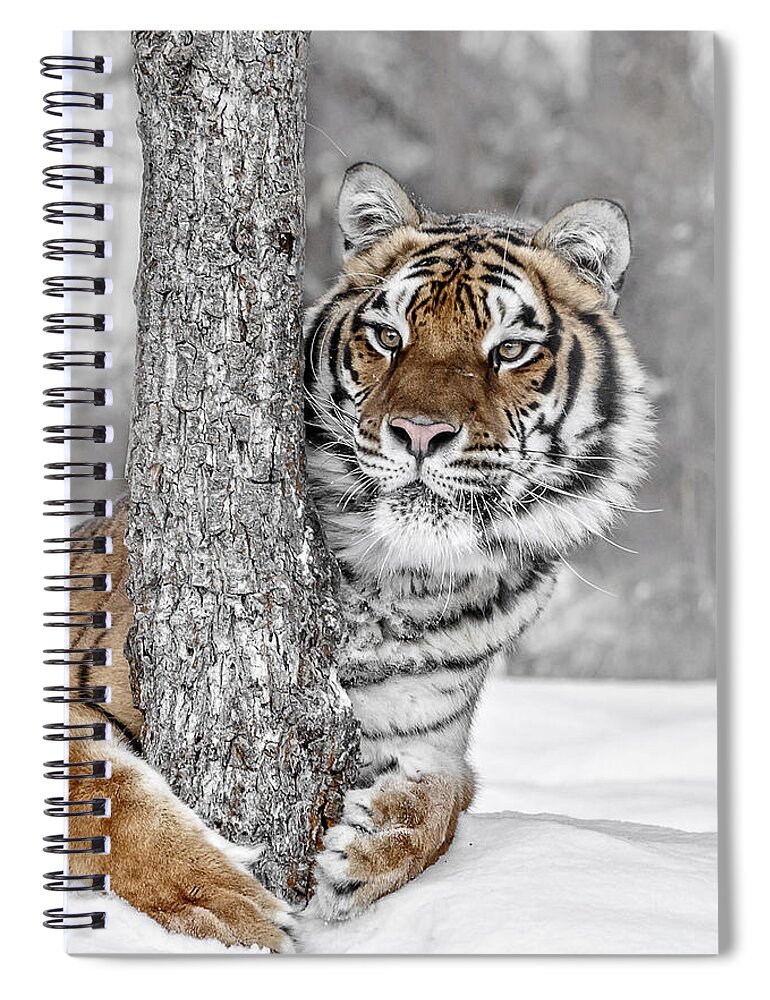 Tree Huggin Spiral Notebook featuring the photograph Tree Huggin by Wes and Dotty Weber