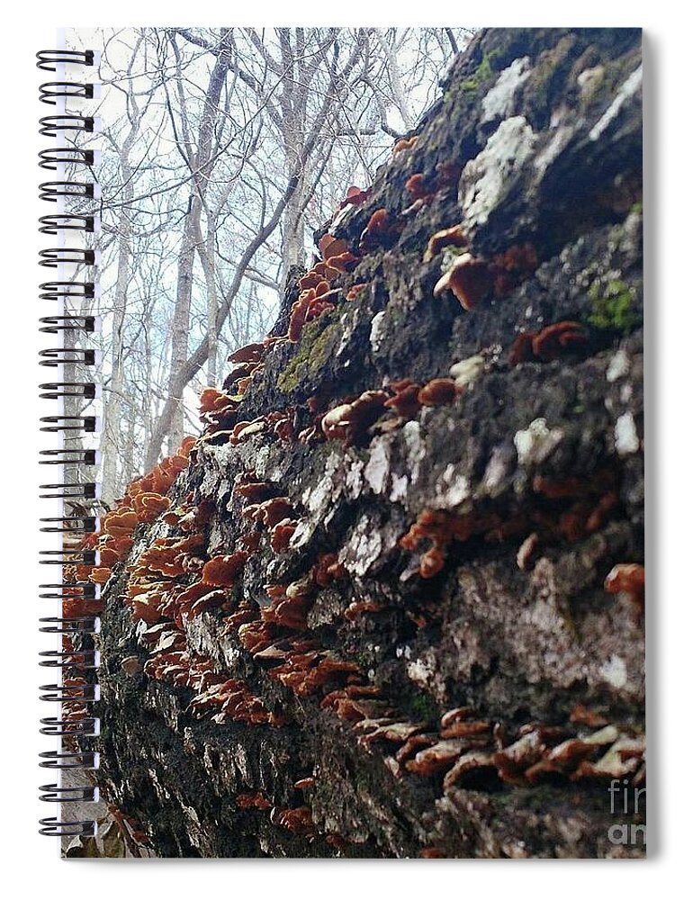 Old Tree Spiral Notebook featuring the photograph Tree in the Mist by Anita Adams