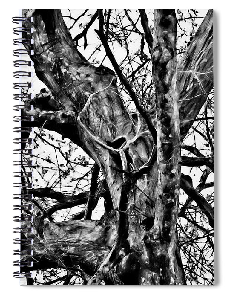 Huguenot Cemetery Spiral Notebook featuring the photograph Tree of Wisdom by Gina O'Brien