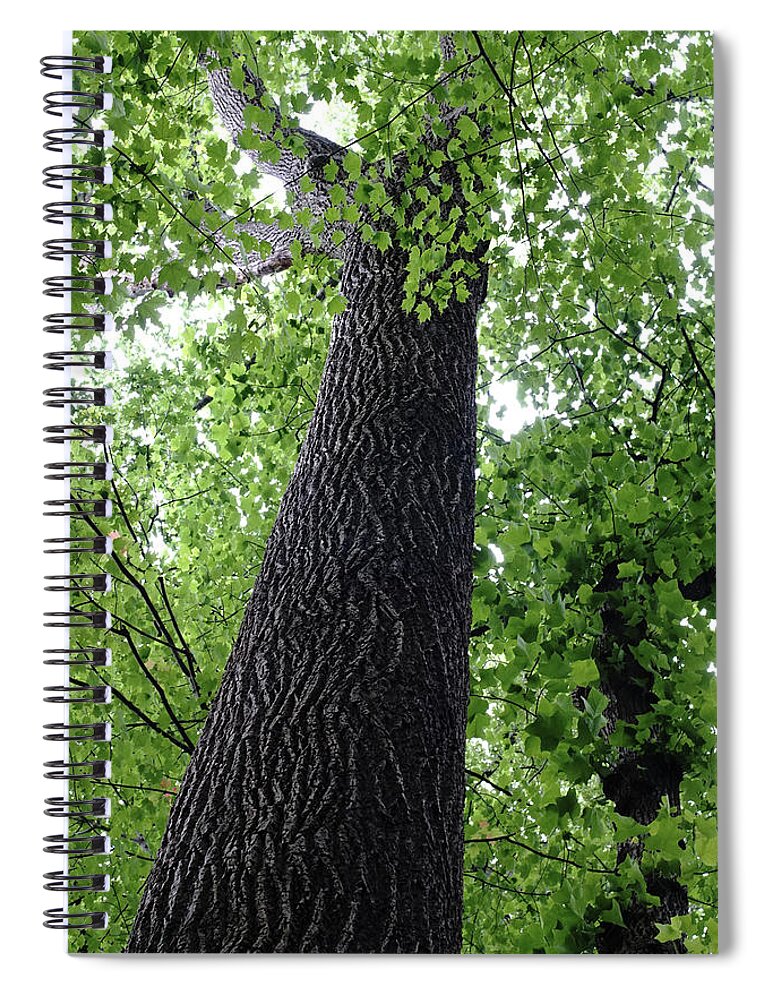 Forest Tree Spiral Notebook featuring the photograph Tree Spirit by Kathi Mirto