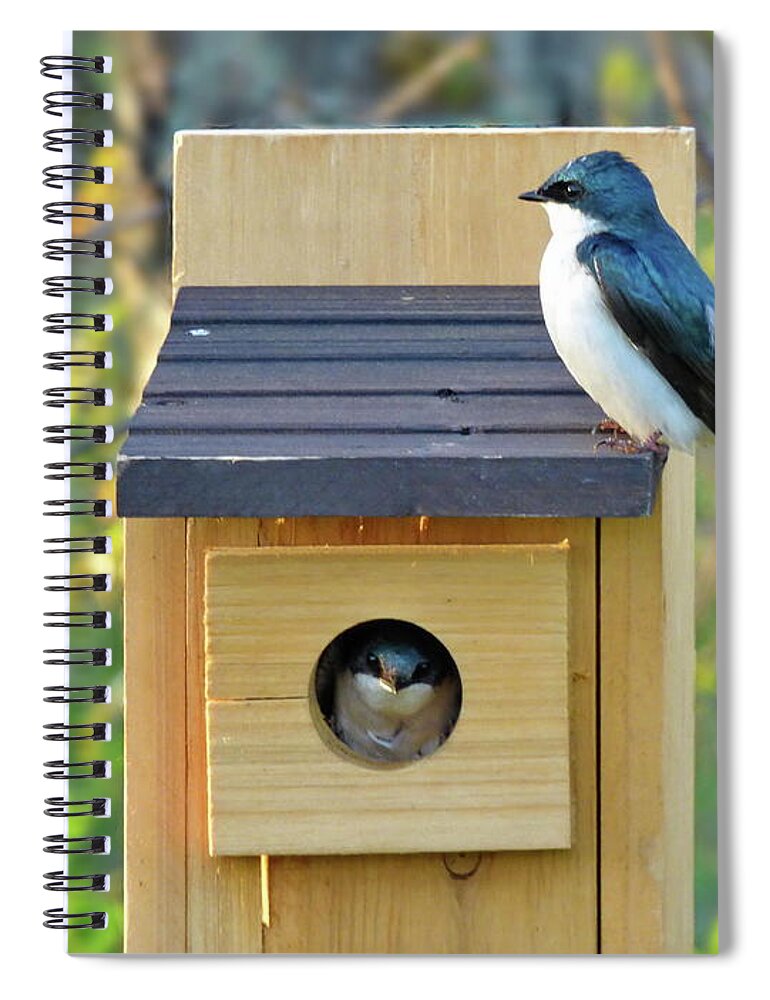 Tree Swallow Spiral Notebook featuring the photograph Tree Swallow Nest by Lyuba Filatova