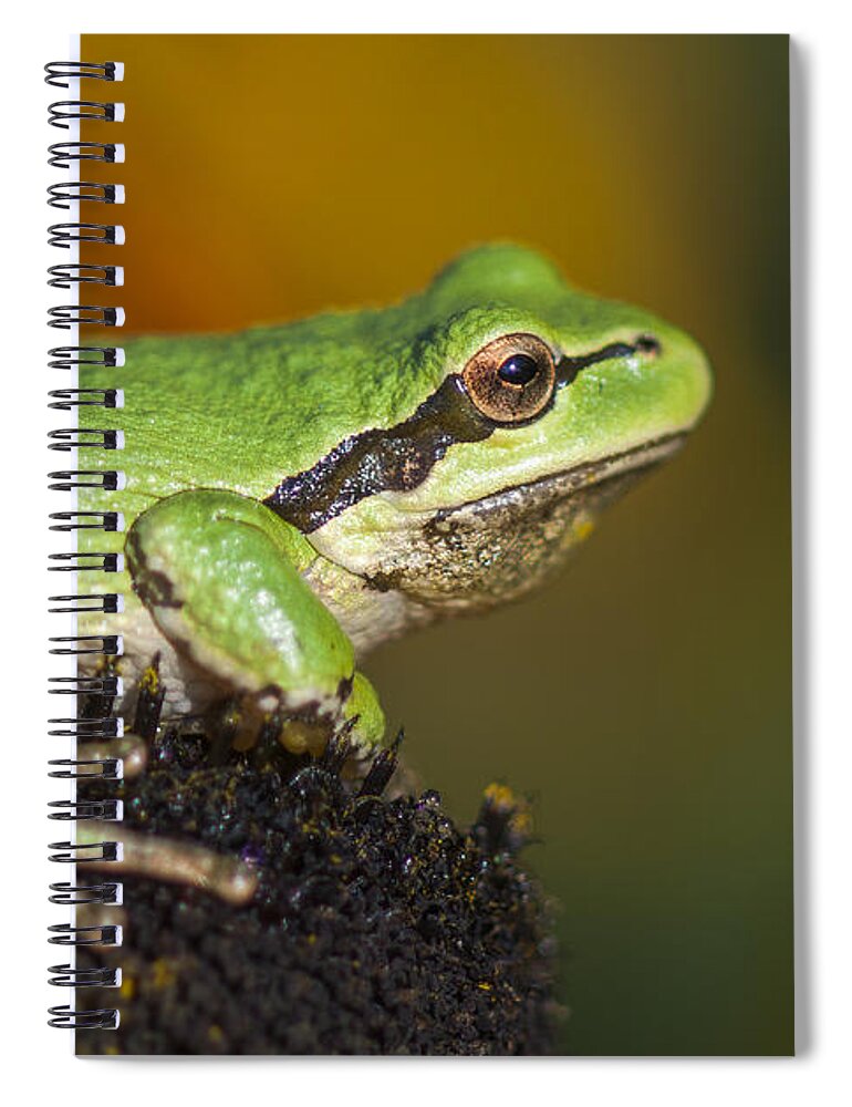 Frog Spiral Notebook featuring the photograph Treefrog on Rudbeckia by Robert Potts
