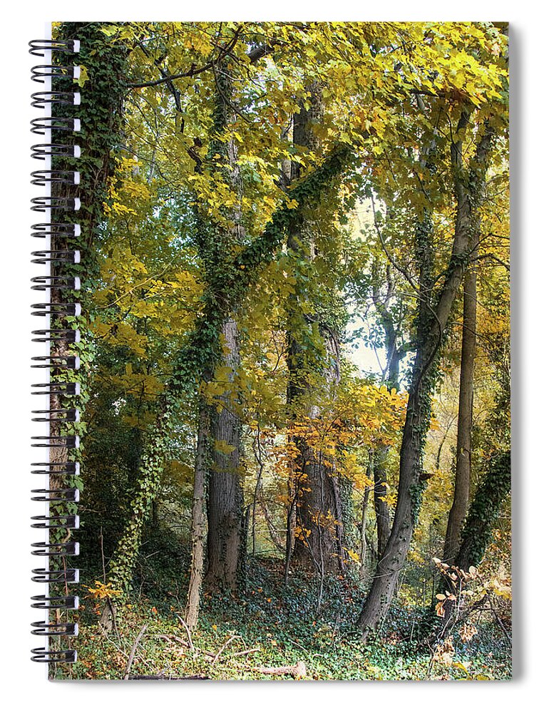 Trees Spiral Notebook featuring the photograph Trees are Life by John Rivera