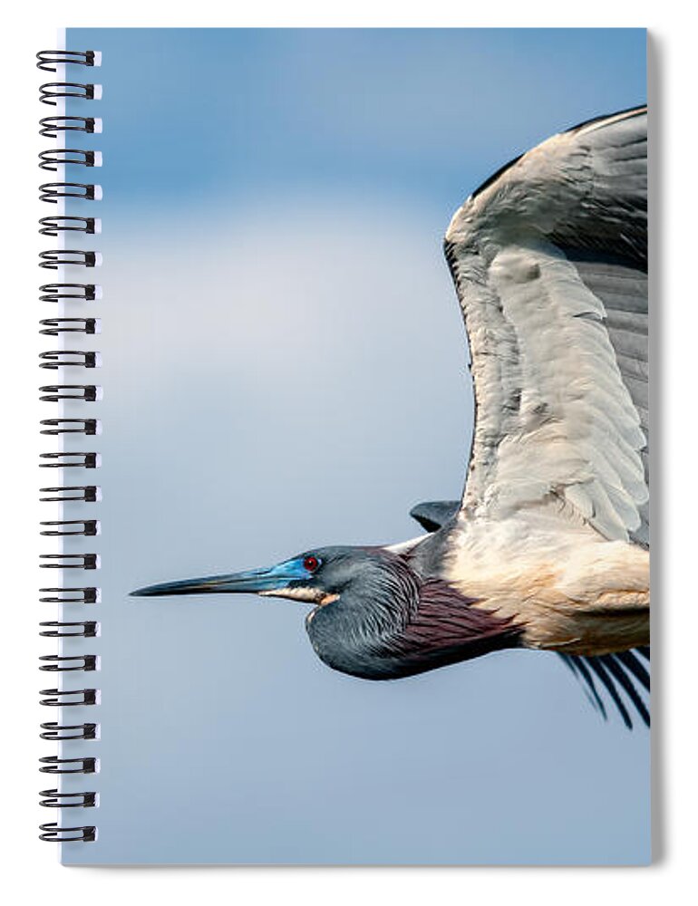 Art Spiral Notebook featuring the photograph Tri-Colored Heron In Flight by Christopher Holmes