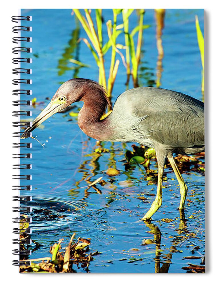 Little Blue Heron Spiral Notebook featuring the photograph Little Blue Heron at Myakka by Ben Graham