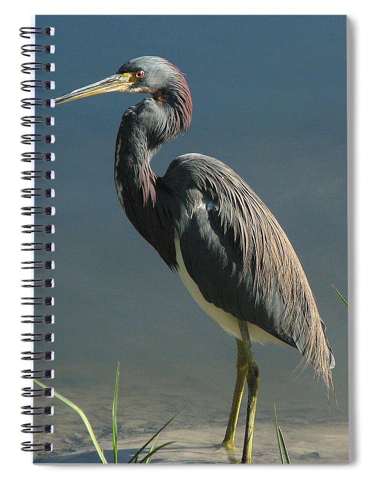 Nature Spiral Notebook featuring the photograph Tricolored Heron by Peggy Urban