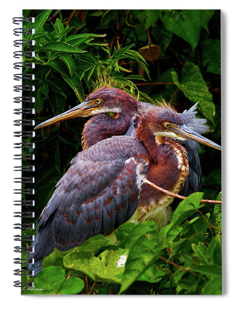 Birds Spiral Notebook featuring the photograph Tricolored Siblings by Christopher Holmes