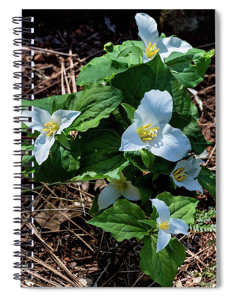 Trillium Spiral Notebook featuring the photograph Trillium Bouquet in the Woods by Kathleen Bishop