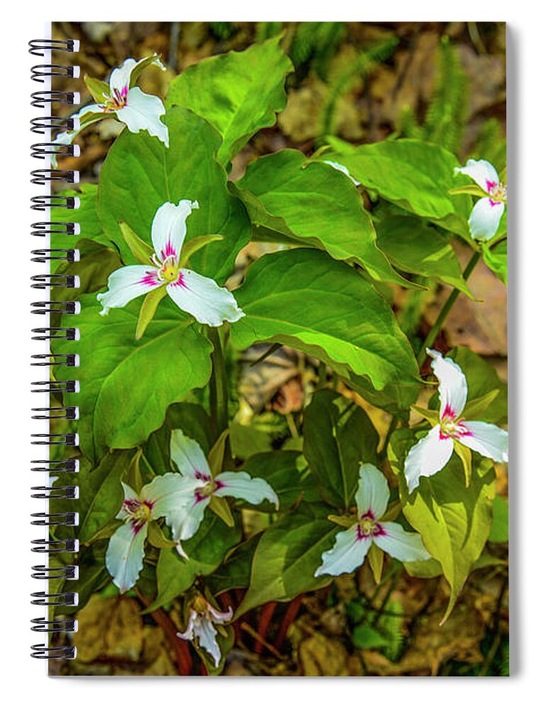 Maine Spiral Notebook featuring the photograph Trillium's by Alana Ranney