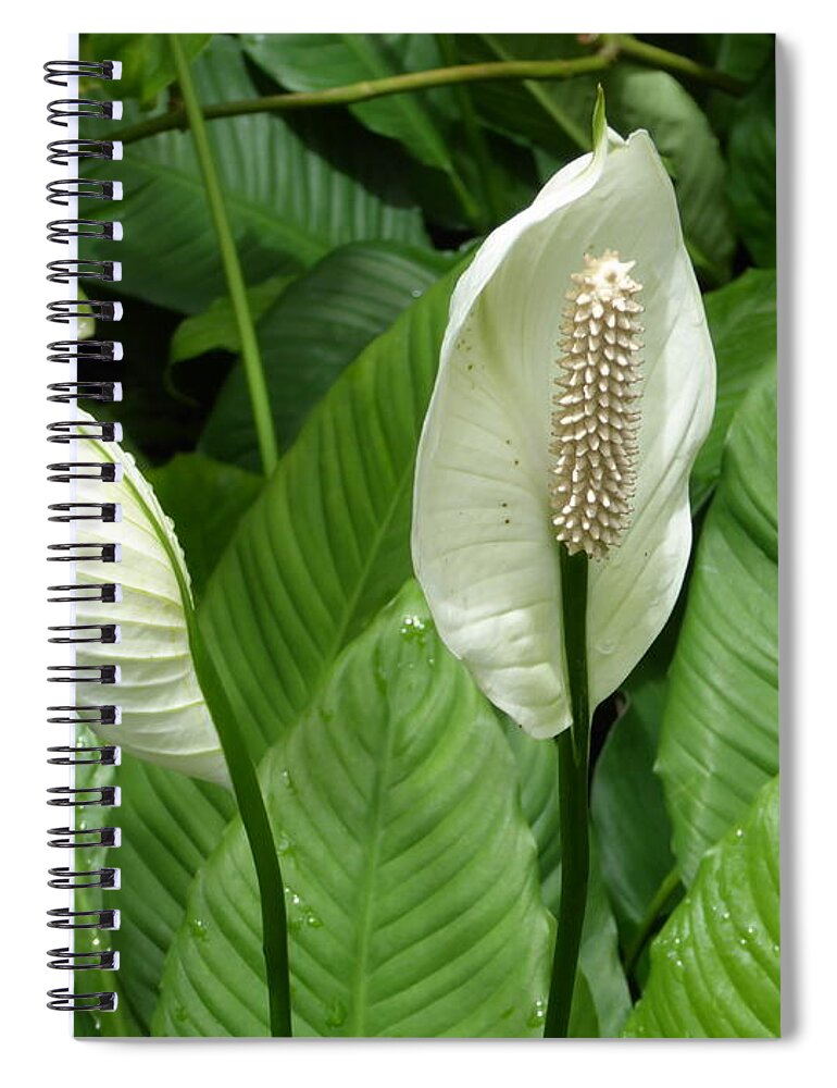 Tropical Spiral Notebook featuring the photograph Tropical flower by Margaret Brooks