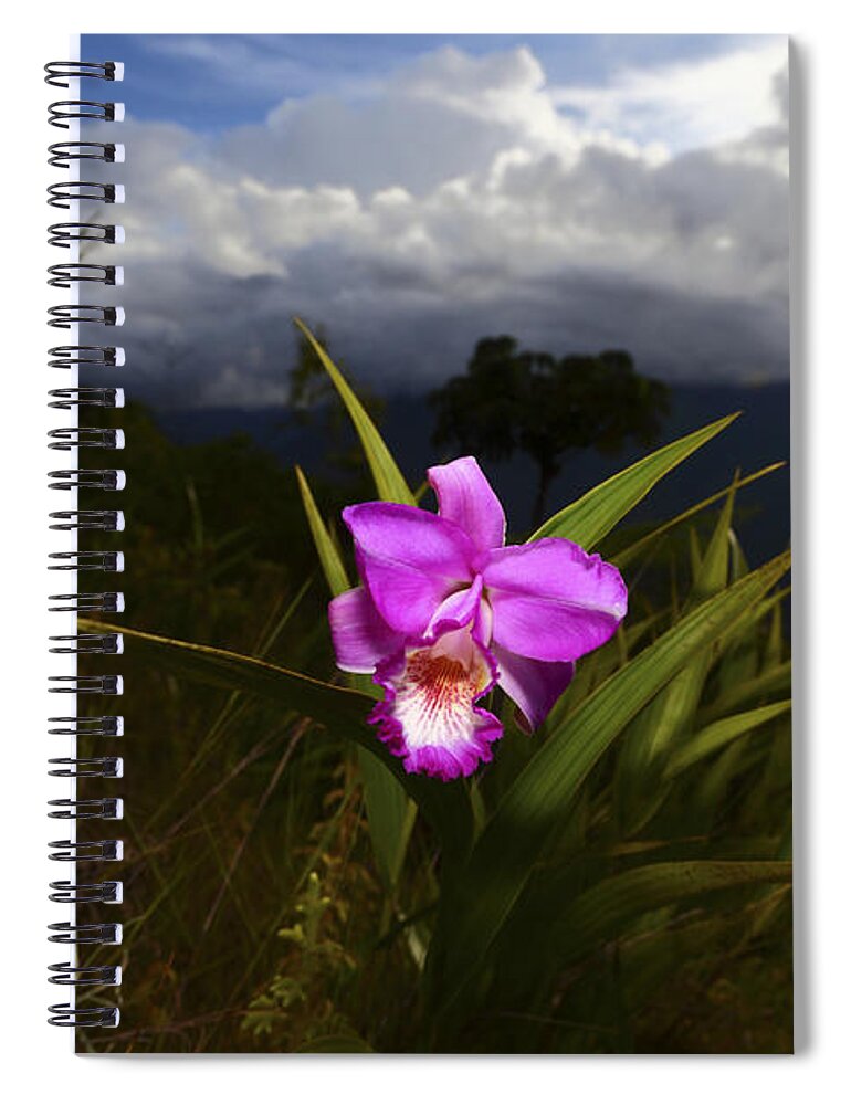 Orchid Spiral Notebook featuring the photograph Tropical Orchid Beauty Bolivia by James Brunker