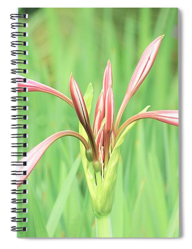 Flowers Spiral Notebook featuring the photograph Trumpet by Merle Grenz