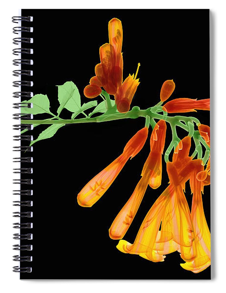 Plant Spiral Notebook featuring the photograph Trumpet Vine, X-ray by Ted Kinsman