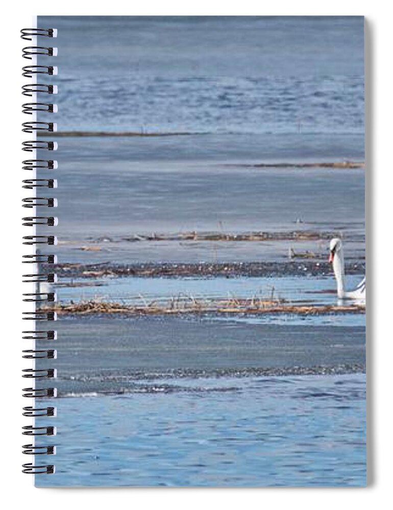 Swan Spiral Notebook featuring the photograph Trumpeter Swans 0933 by Michael Peychich
