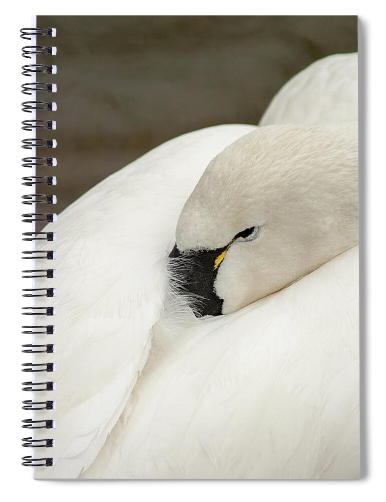 Bird Spiral Notebook featuring the photograph Tucked In by Phil Spitze