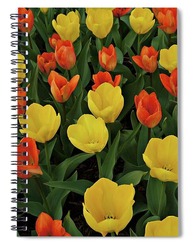 Tulip Spiral Notebook featuring the photograph Tulip Chorus by Patricia Strand
