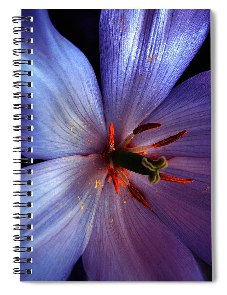 Tulip Spiral Notebook featuring the photograph Tulip Convert by Gwyn Newcombe