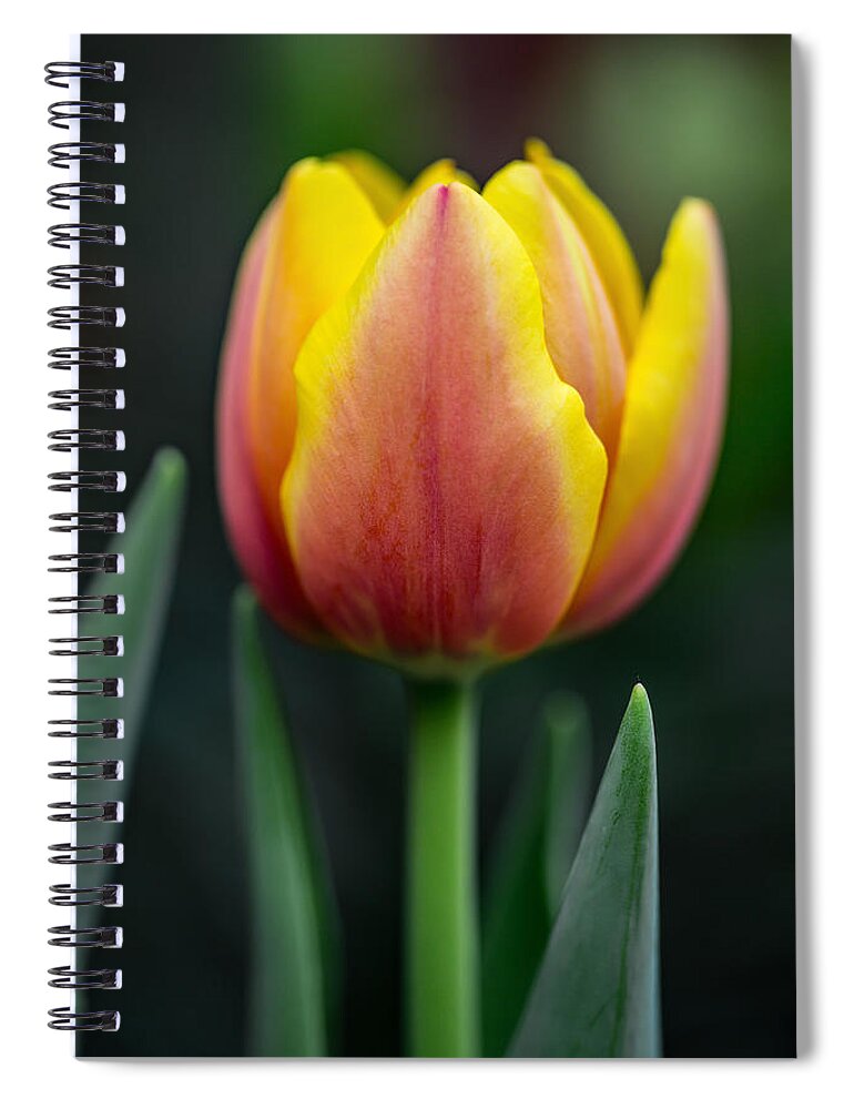 Tulip Spiral Notebook featuring the photograph Tulip by Dale Kincaid
