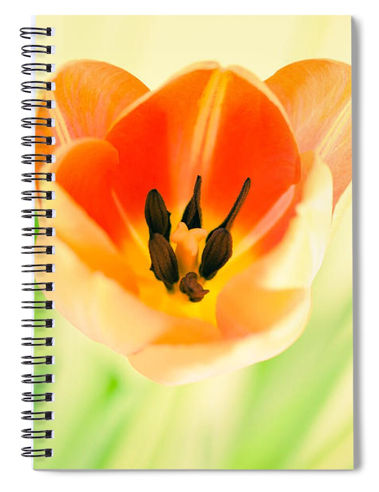 Tulip Spiral Notebook featuring the photograph Tulip Dreams by Ana V Ramirez