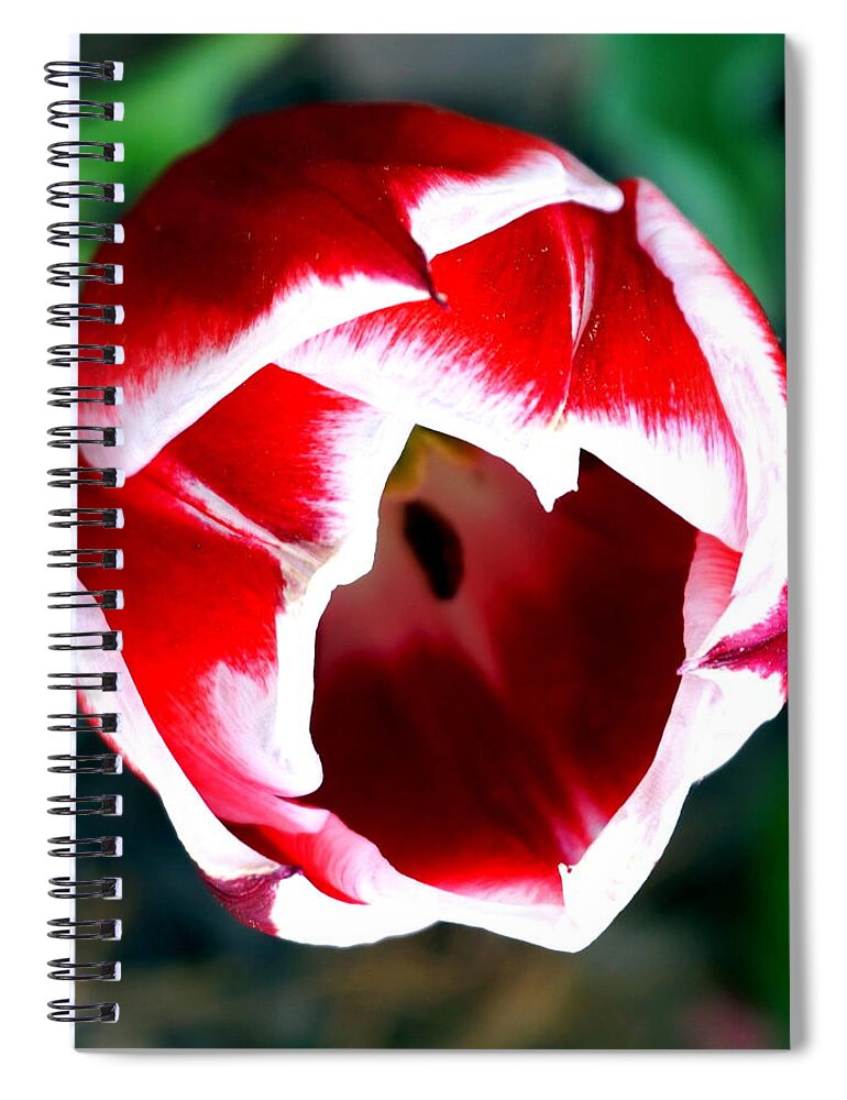 Spring Spiral Notebook featuring the photograph Tulip opening by Katy Hawk