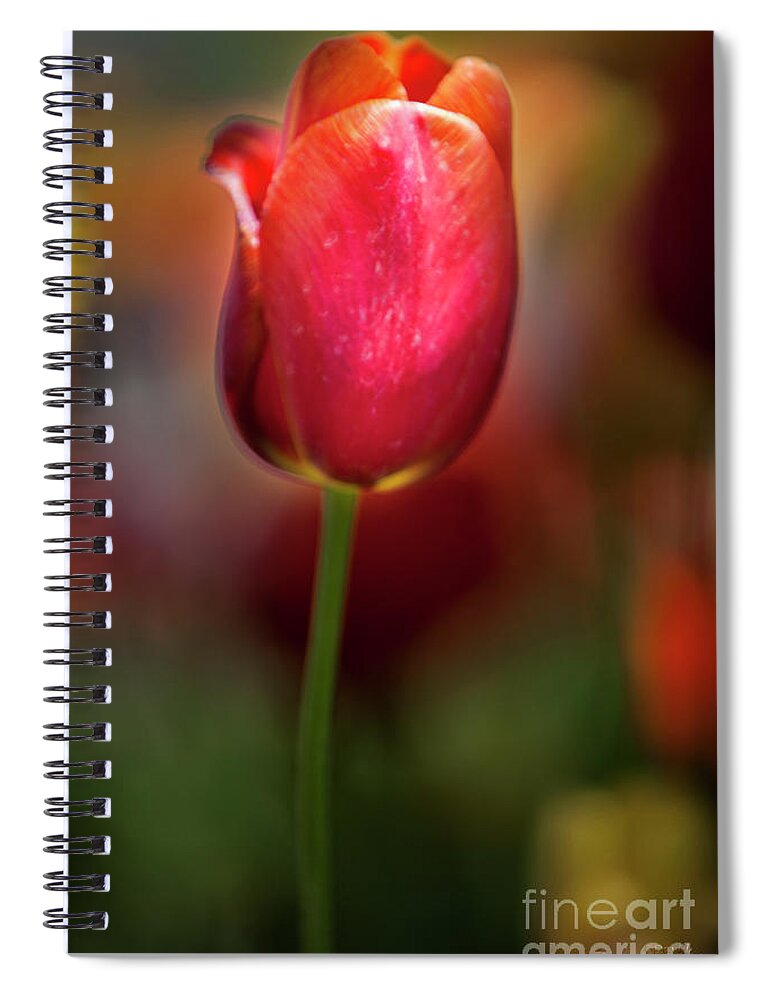 Tulip Passion Spiral Notebook featuring the photograph Tulip Passion by David Millenheft