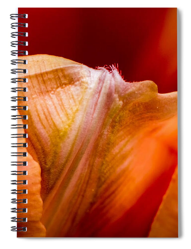 Jay Stockhaus Spiral Notebook featuring the photograph Tulip Petals by Jay Stockhaus