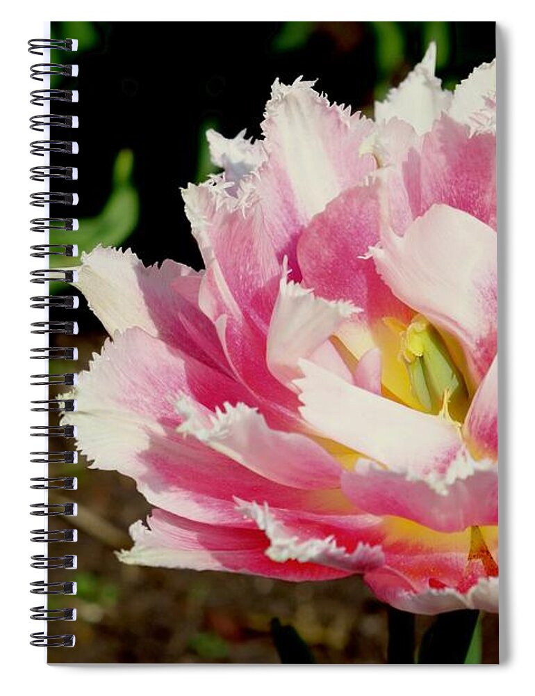 Tulip Spiral Notebook featuring the photograph Tulip by Sarah Lilja