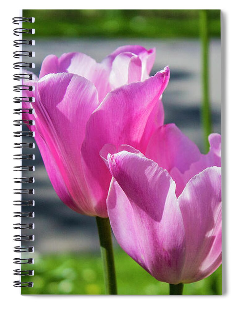 Tulip Spiral Notebook featuring the photograph Tulips #1 by Doc Braham